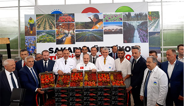 Bakan Varank Akyazı'da domates hasadı yaptı