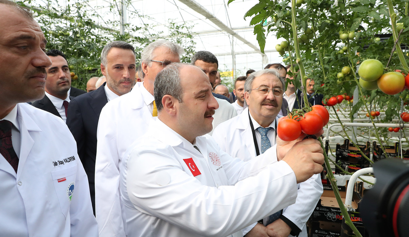 Bakan Varank Akyazı'da domates hasadı yaptı
