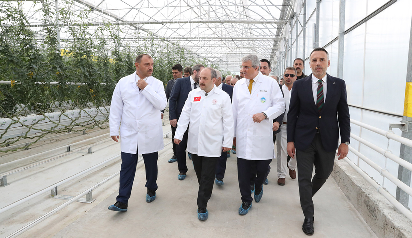 Bakan Varank Akyazı'da domates hasadı yaptı