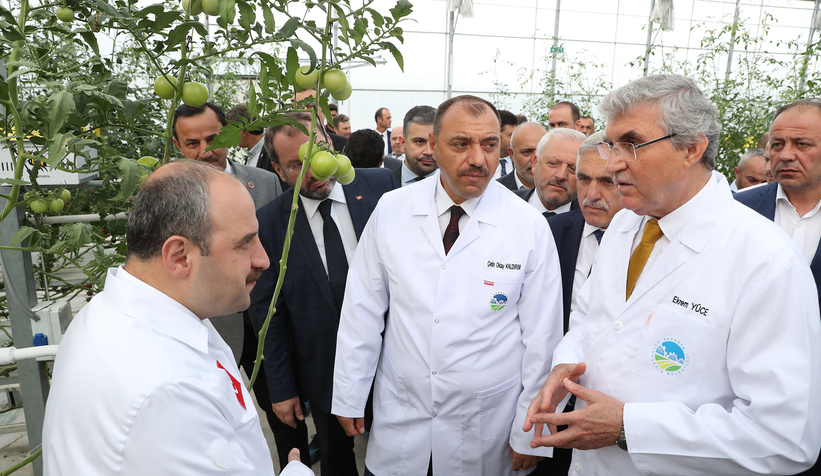 Bakan Varank Akyazı'da domates hasadı yaptı