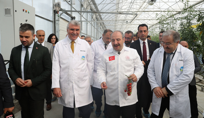 Bakan Varank Akyazı'da domates hasadı yaptı
