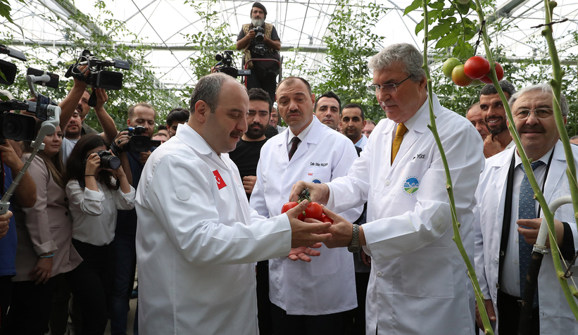 Bakan Varank Akyazı'da domates hasadı yaptı
