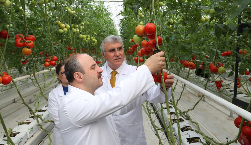 Bakan Varank Akyazı'da domates hasadı yaptı