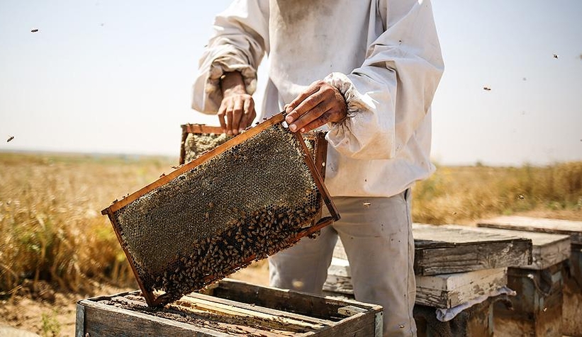 Bal fiyatları en az ikiye katlanacak