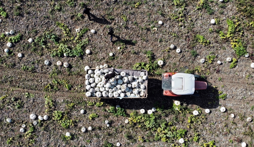 Bal kabağında hasat başladı