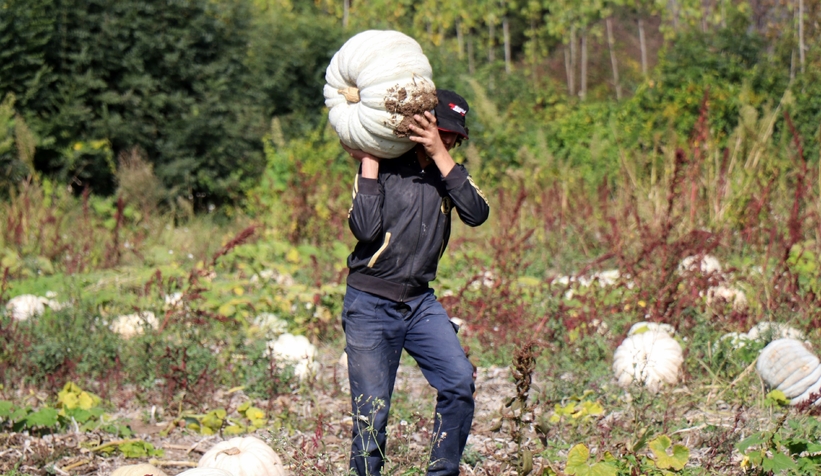Bal kabağında hasat başladı