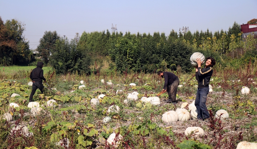 Bal kabağında hasat başladı