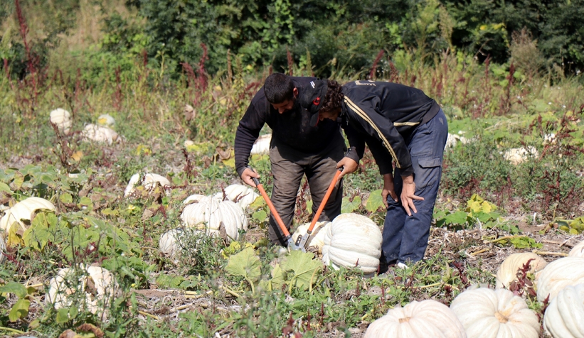 Bal kabağında hasat başladı