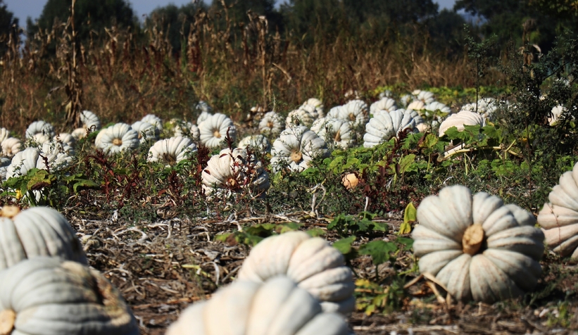 Bal kabağında hasat başladı