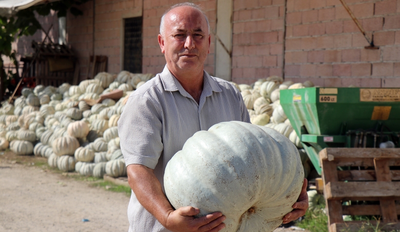 Bal kabağında hasat başladı