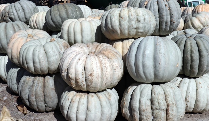 Bal kabağında hasat başladı