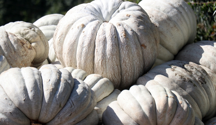 Bal kabağında hasat başladı