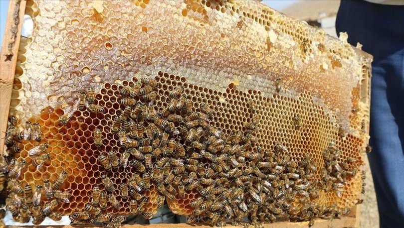 Bal üretimi son 8 yılın en düşüğünde