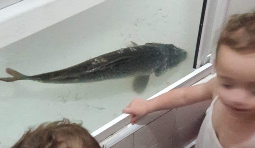 Balığı küvete saldı!