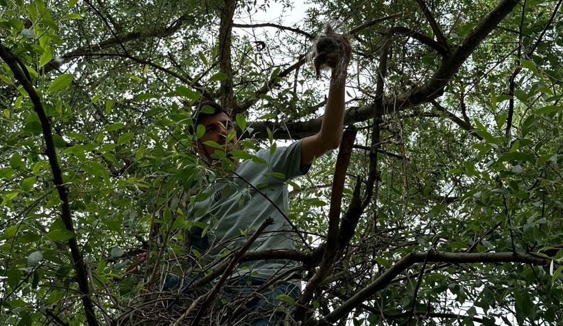 Balık filesine takılan sincap kurtarıldı