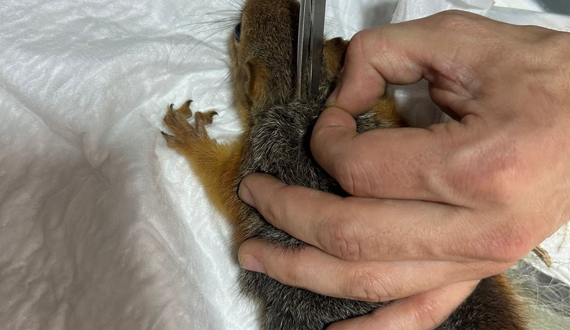 Balık filesine takılan sincap kurtarıldı