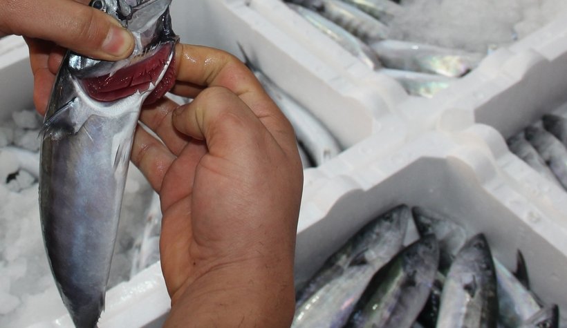 Kasalar dolusu palamutla döndüler