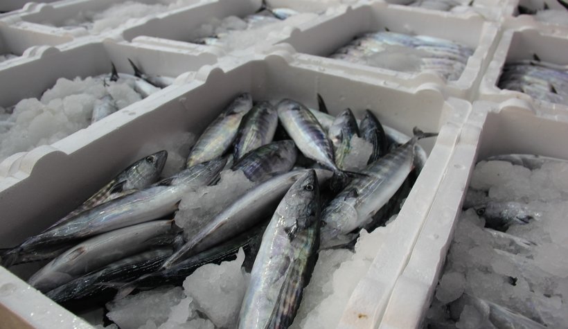 Kasalar dolusu palamutla döndüler