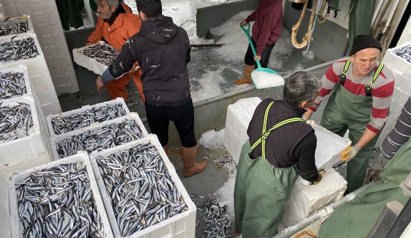 Balıkçılar tonlarca hamsiyle döndü