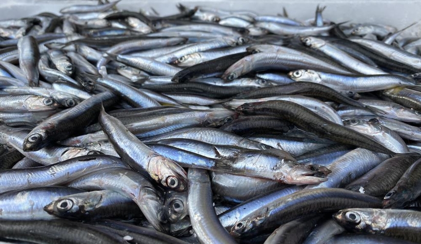 Balıkçılar tonlarca hamsiyle döndü