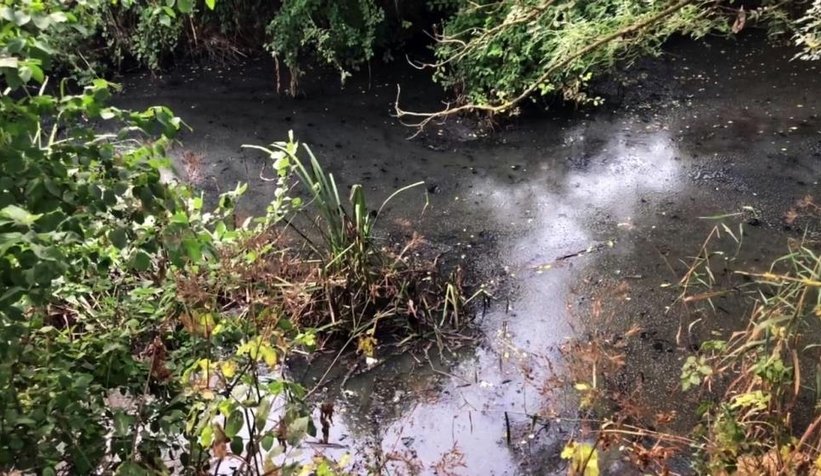 Balıklar öldü, vatandaş isyan etti