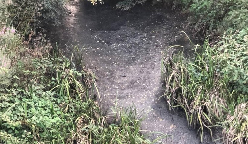 Balıklar öldü, vatandaş isyan etti