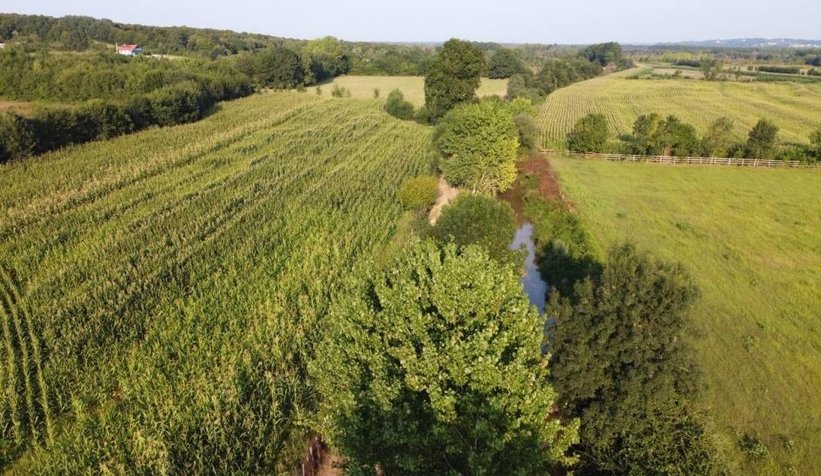 Balıklar öldü, vatandaş isyan etti