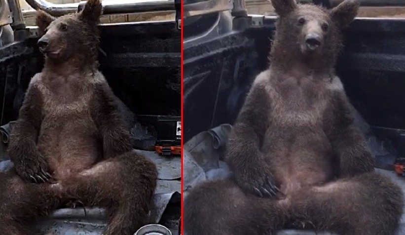 Balkız dünya basınında