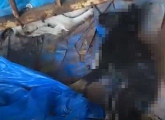 Barınaktaki köpek ölümleri mahkemelik oldu