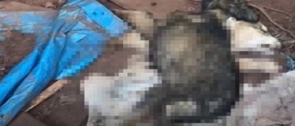 Barınaktaki köpek ölümleri mahkemelik oldu