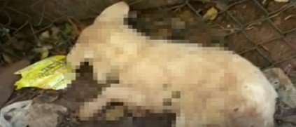 Barınaktaki köpek ölümleri mahkemelik oldu