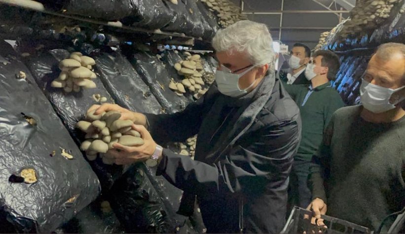 Başkan Yüce, 10 K'nın Mantar Tesisinde hasat yaptı