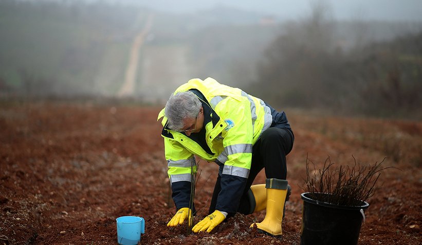 Başkan Yüce kuşburnu ekti