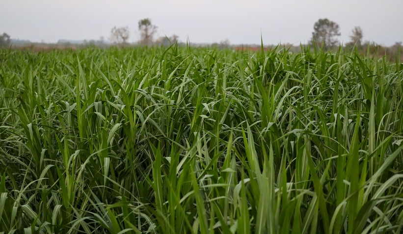 Başkan Yüce Şili'den getirtmişti; İlk hasadı yapıldı