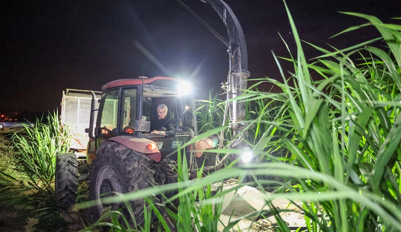 Başkan Yüce Şili'den getirtmişti; İlk hasadı yapıldı