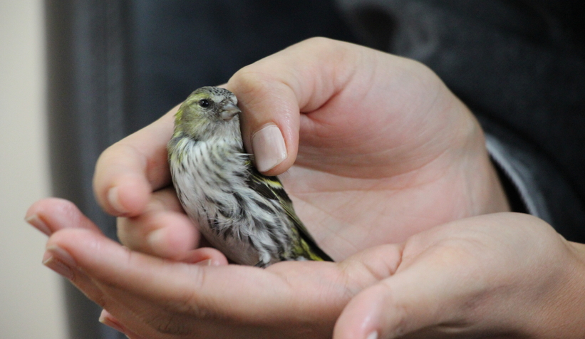 Baygın halde bulunan Kara başlı iskete tedavi altına alındı