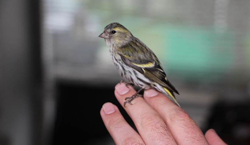Baygın halde bulunan Kara başlı iskete tedavi altına alındı