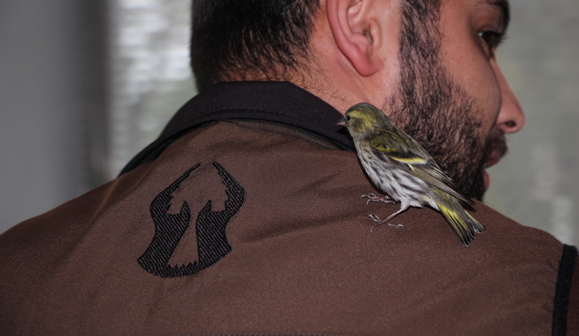 Baygın halde bulunan Kara başlı iskete tedavi altına alındı