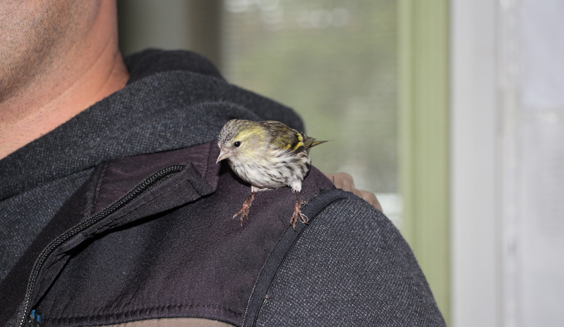 Baygın halde bulunan Kara başlı iskete tedavi altına alındı