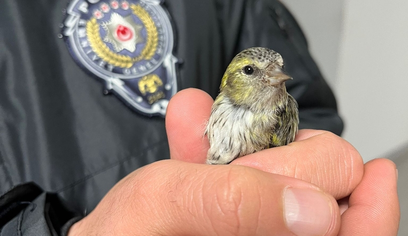 Baygın halde bulunan Kara başlı iskete tedavi altına alındı