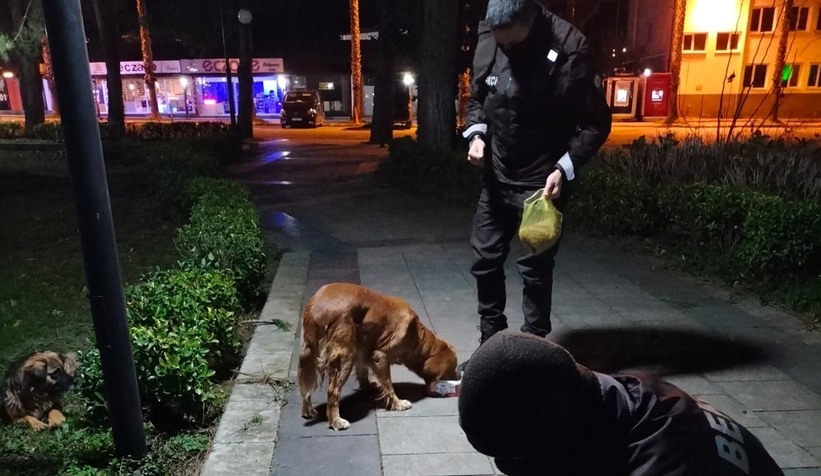 Bekçiler sokak hayvanlarını besledi