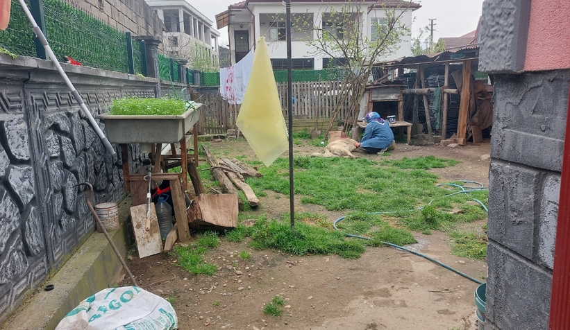 belediye-ekibi-evin-bahcesindeki-sahipli-hayvani-oldurdurfffwgfztw