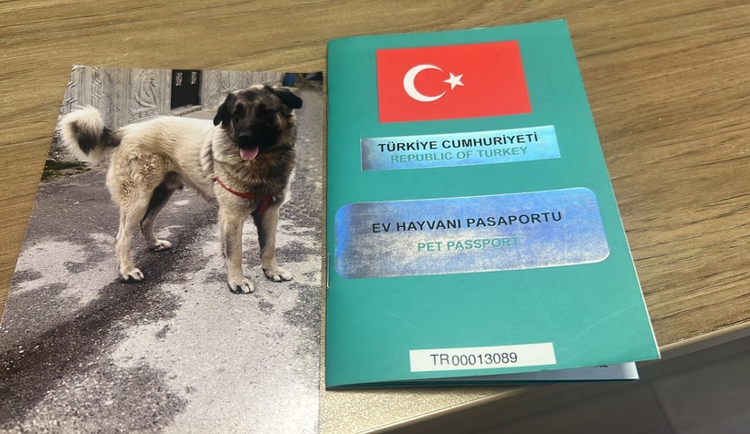 belediye-ekibi-evin-bahcesindeki-sahipli-hayvani-oldurdurfffwgfztw