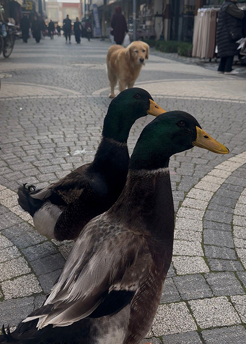 besledigi-ordegi-yanindan-ayirmiyorced0blzrek