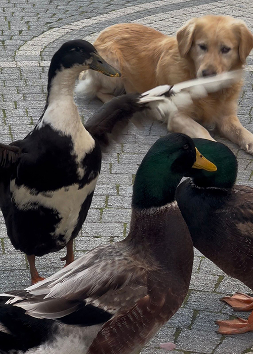 besledigi-ordegi-yanindan-ayirmiyorced0blzrek