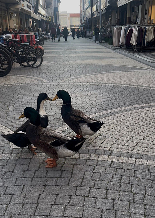 besledigi-ordegi-yanindan-ayirmiyorced0blzrek