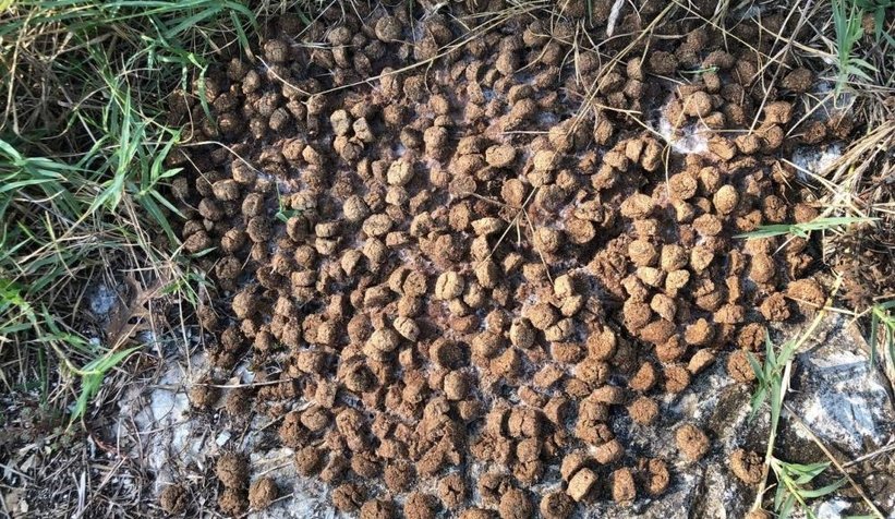 Bilinçsizce bırakılan köpek mamaları sağlığı tehdit ediyor