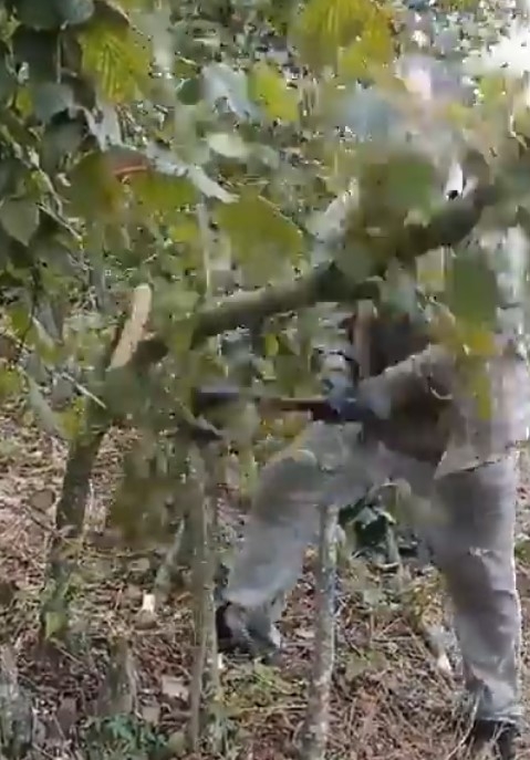 Bir kilo fındık bir kilo peynir almıyor dedi, fındık ağaçlarını kesti