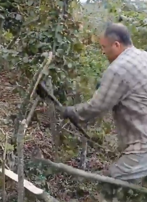 Bir kilo fındık bir kilo peynir almıyor dedi, fındık ağaçlarını kesti