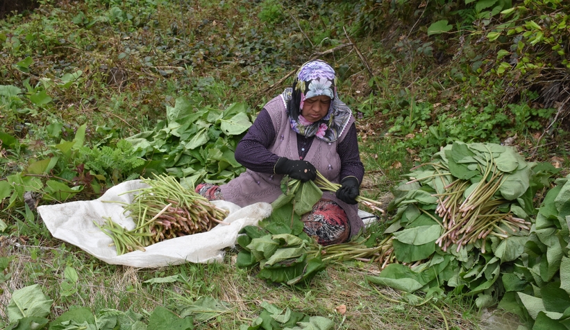 bircok-derde-sifa-kaldirik-otu-toplanmaya-baslandizhlwvy81nz